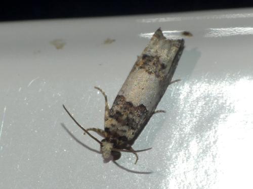 Réf. 310 148 : Epinotia thapsiana